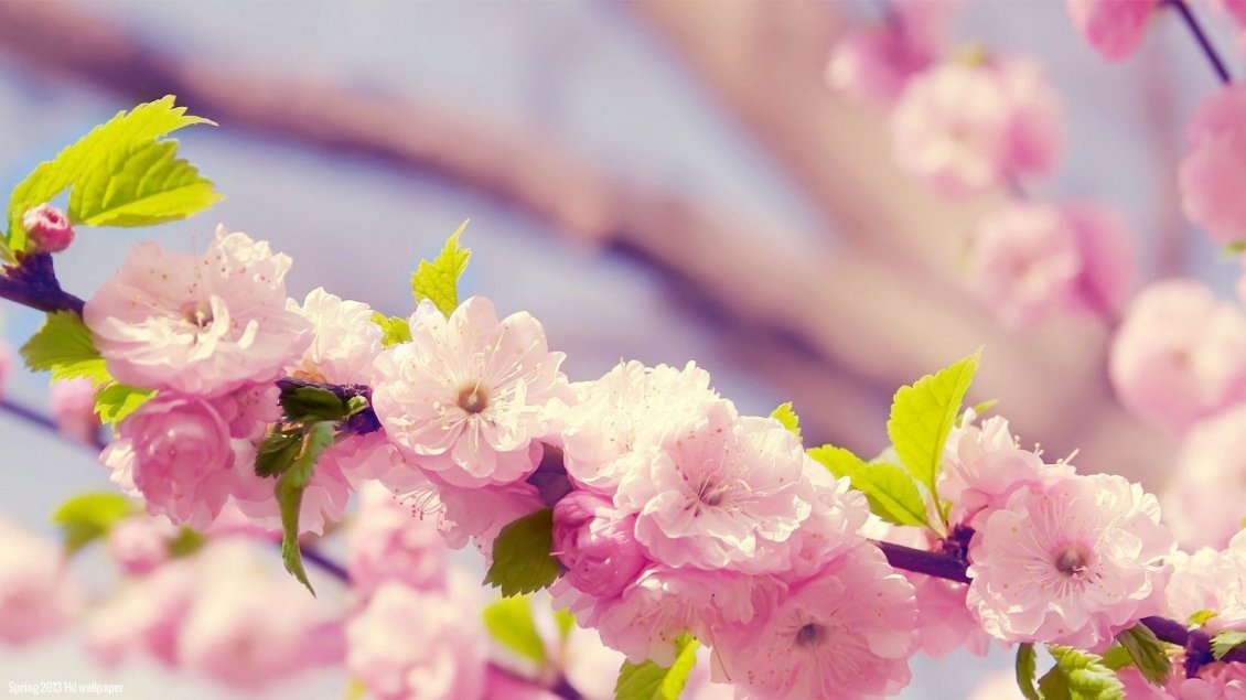 Download Wallpaper Spring blossom trees - Wonderful cherry flowers