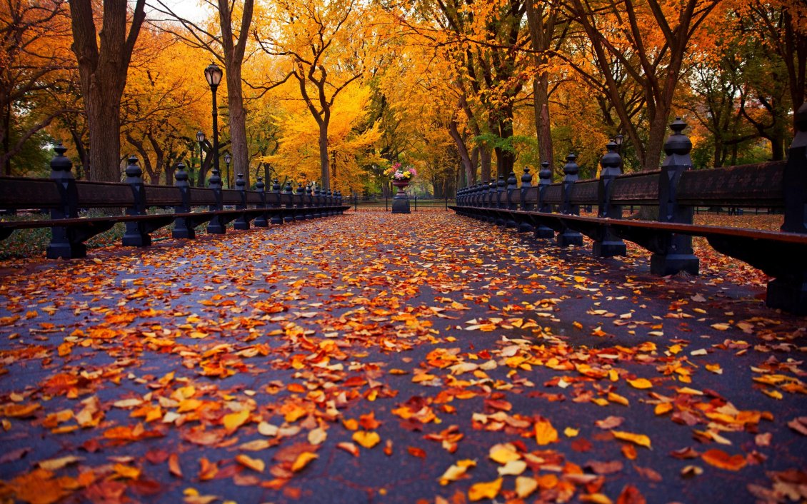 Download Wallpaper Wonderful path in the park full with Autumn rusty leaves