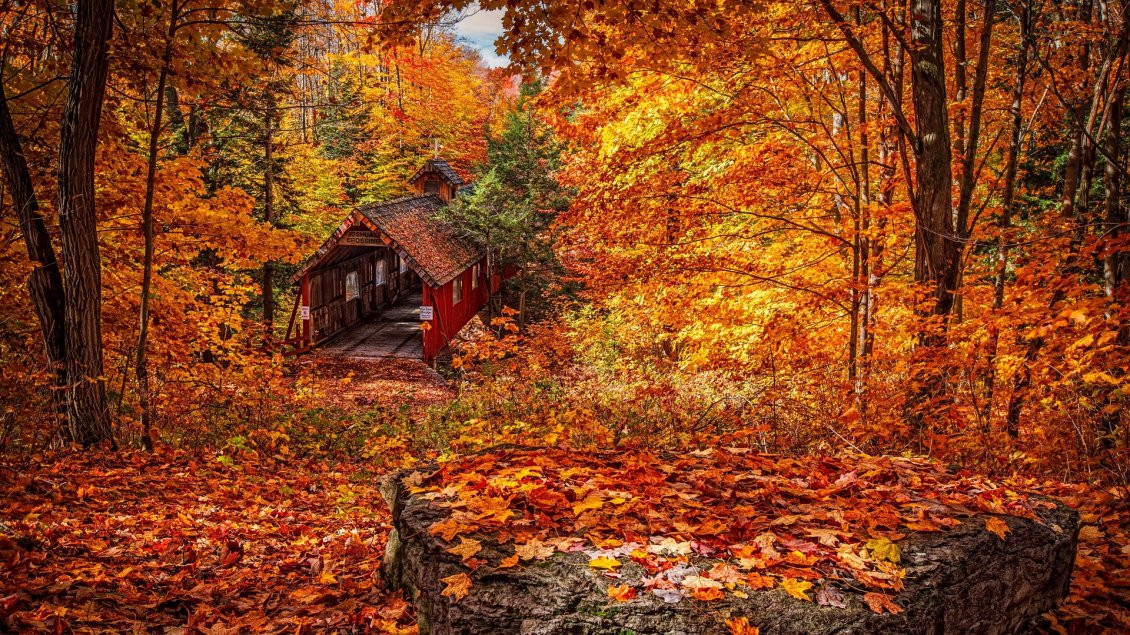 Download Wallpaper Old rail station and garaj in the forest - Autumn leaves