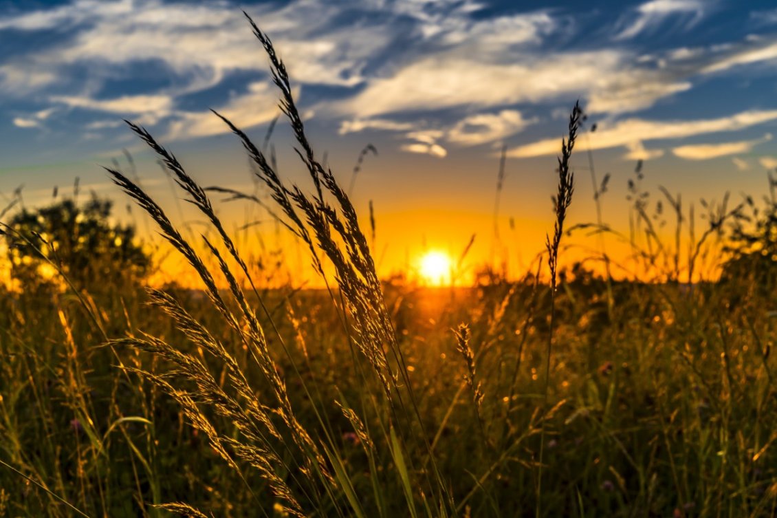 Download Wallpaper Sunset time over the wheat field - Summer and Autumn seasons