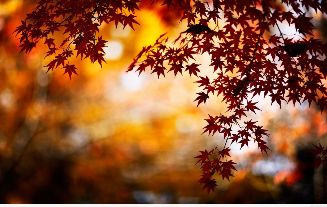 Download Wallpaper Little rusty star leaves - Good morning Autumn day