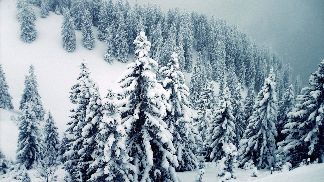 Download Wallpaper Wonderful mountain trees full with white snow - Pure Nature