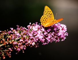Flower with sweet yelow butterfly