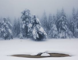 Winter in the forest, snow on trees