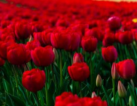 A field of red tulips bloomings and buds