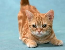 Orange cat ready for attack