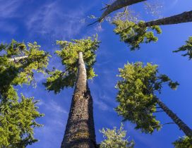 Tall trees with small branches and blue sky