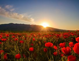 Nature wallpaper - Sunset, field with poppies and hills
