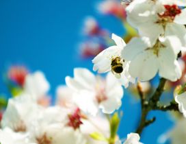 Bee on white flowers trees - Spring flower