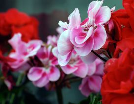 Beautiful pink and red geraniums