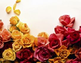 Beautiful colorful roses flowers