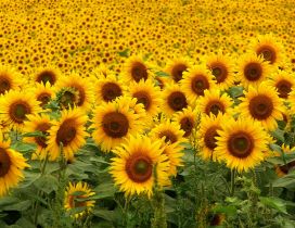 Field stretched with sunflower