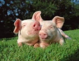 Two pigs under the sun