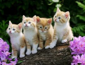 Four cats lined up on a log between flowers