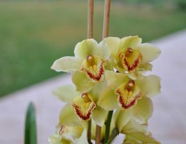 Beautiful yellow and red orchids