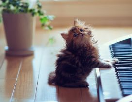 Cute kitten playing the organ