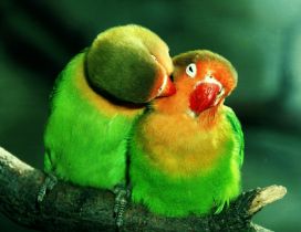 Green and orange parrots - Cute parrots