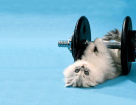 Cute white cat lifting weights  - Cat at gym