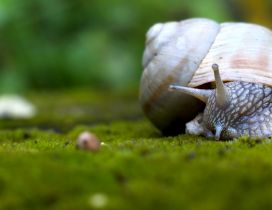 Snail walking on grass