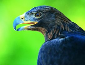 Dark blue eagle on a green background