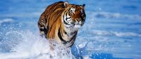 Wild tiger running in the fresh water