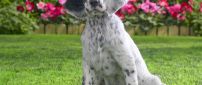 White English Setter in the yard