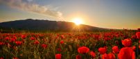 Nature wallpaper - Sunset, field with poppies and hills