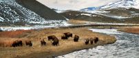 Wild herd of bison HD