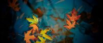 Fallen Autumn Leaves HD