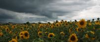 Field with sunflowers and cloudy sky