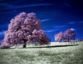 Blooming trees with pink flowers on the field