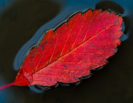 One red leaf floating on the water