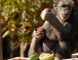 Monkey eating apples