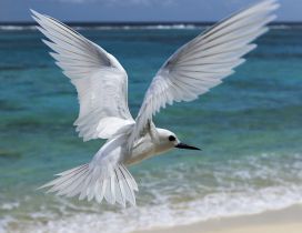 White seagull flying above the seashore