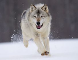 Gray wolf running through snow for prey