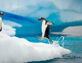 Penguin jumping on ice from the ocean