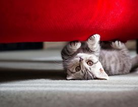 Grey kitty under the red sofa - HD wallpaper