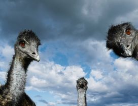 Three ostrich heads and the sky with clouds