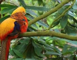 Colorful parrot on the branch of trees