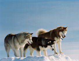 Three husky dogs in different colors