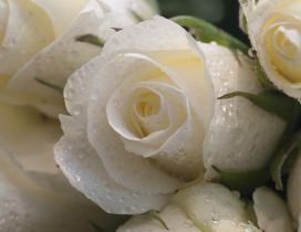 White roses with raindrops - Delicate flowers