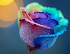 A rose in the rainbow colors