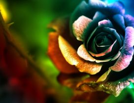 The rose in many colors - Artistic and abstract wallpaper
