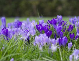 Many purple crocuses in the grass