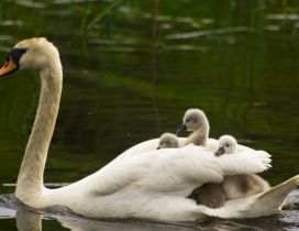 A swan swimming with babies in back