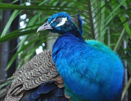 Beautiful Indian Peacock - Blue bird wallpaper