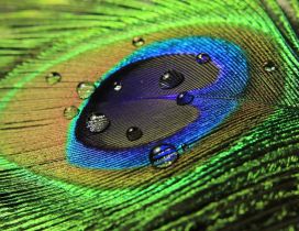 Beautiful colorful peacock feather with raindrops