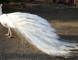 White peacock - Birds image