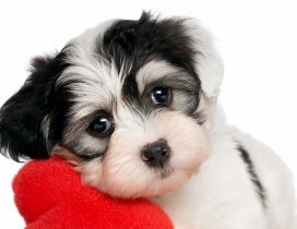 White and black puppy with a red plush heart