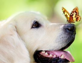 White dog with a butterfly on the snout
